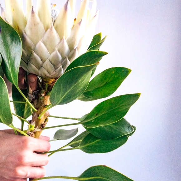 Organic Natural Exfoliator | SOFT Sweet Coconut Scrub 3oz - Picture 6 of 9